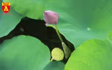 Thiếu nữ Hà thành nô nức khoe sắc cùng mùa sen nở